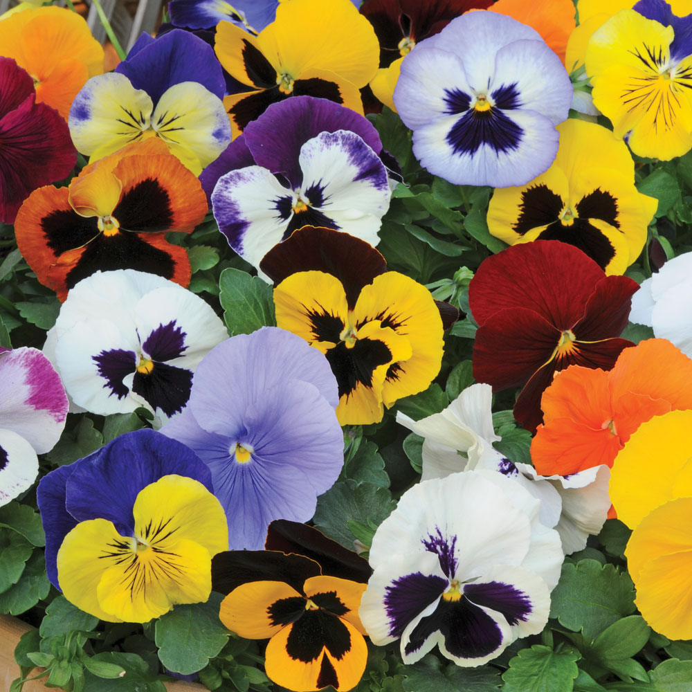 Pansy 'Matrix Mix' (Pre&#45;planted Hanging Basket)