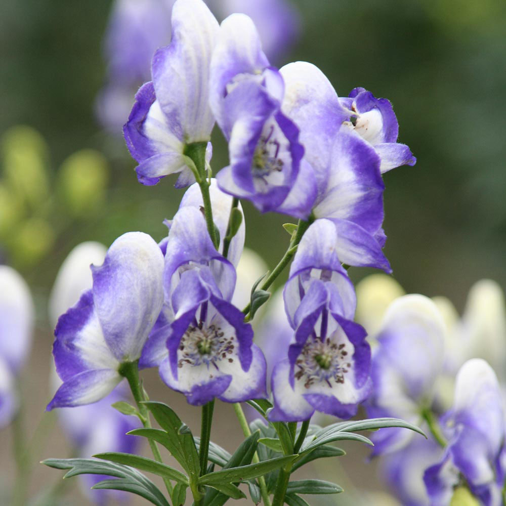 Aconitum Bicolour