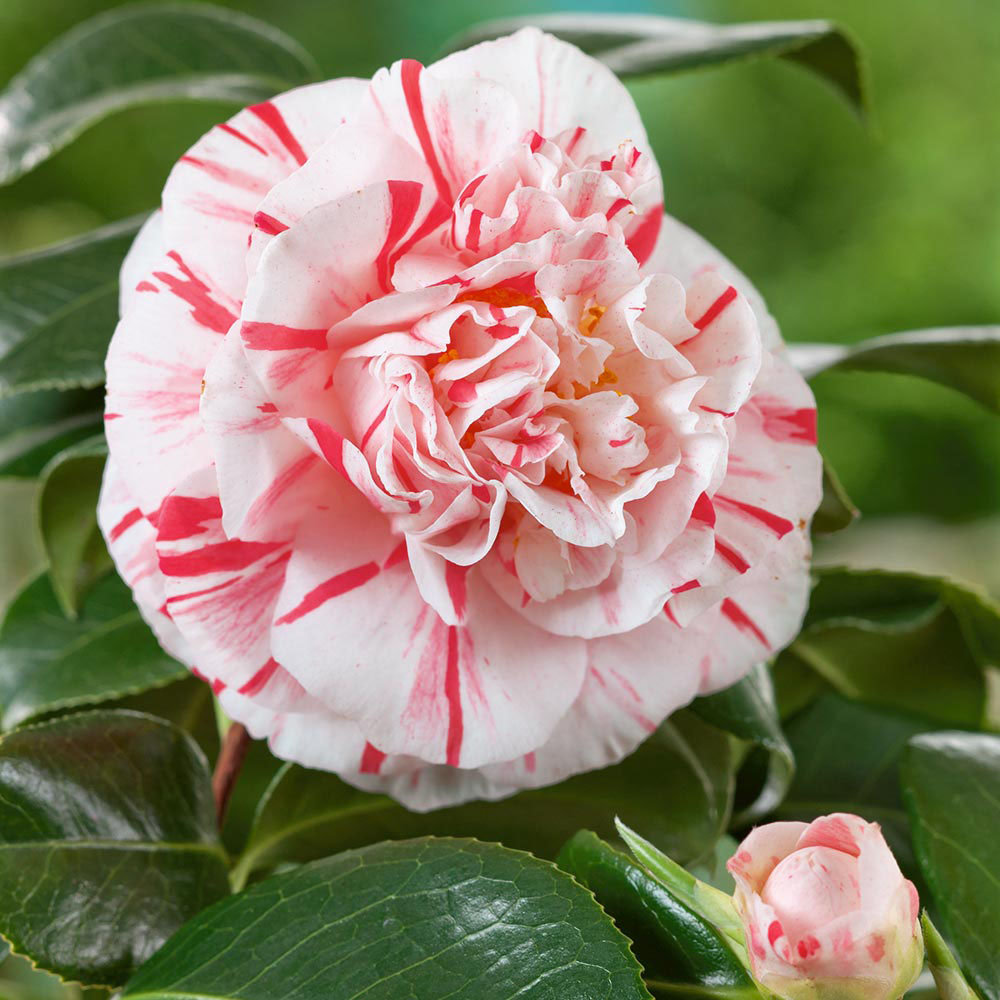 Camellia 'Chamaeleon'