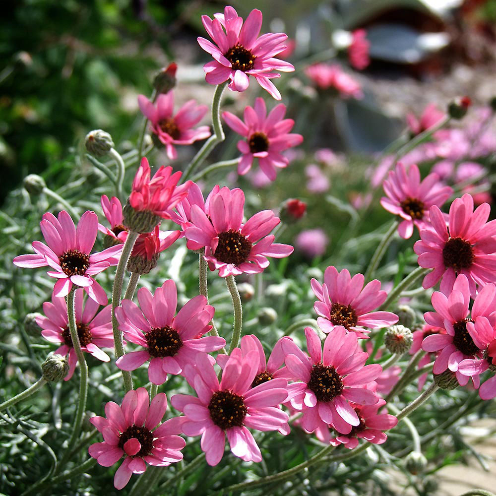 Rhodanthemum 'Pretty in Pink'