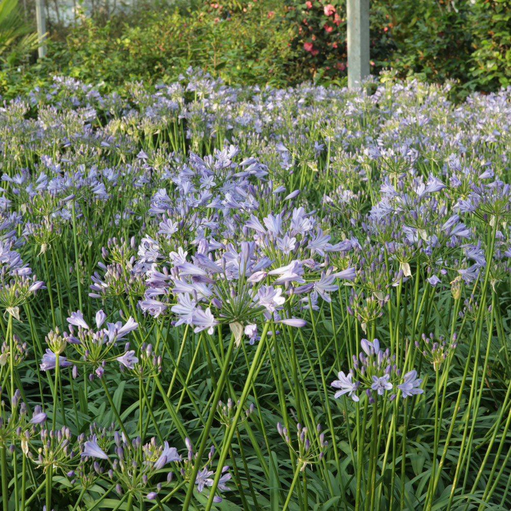 Agapanthus 'Bluestorm'