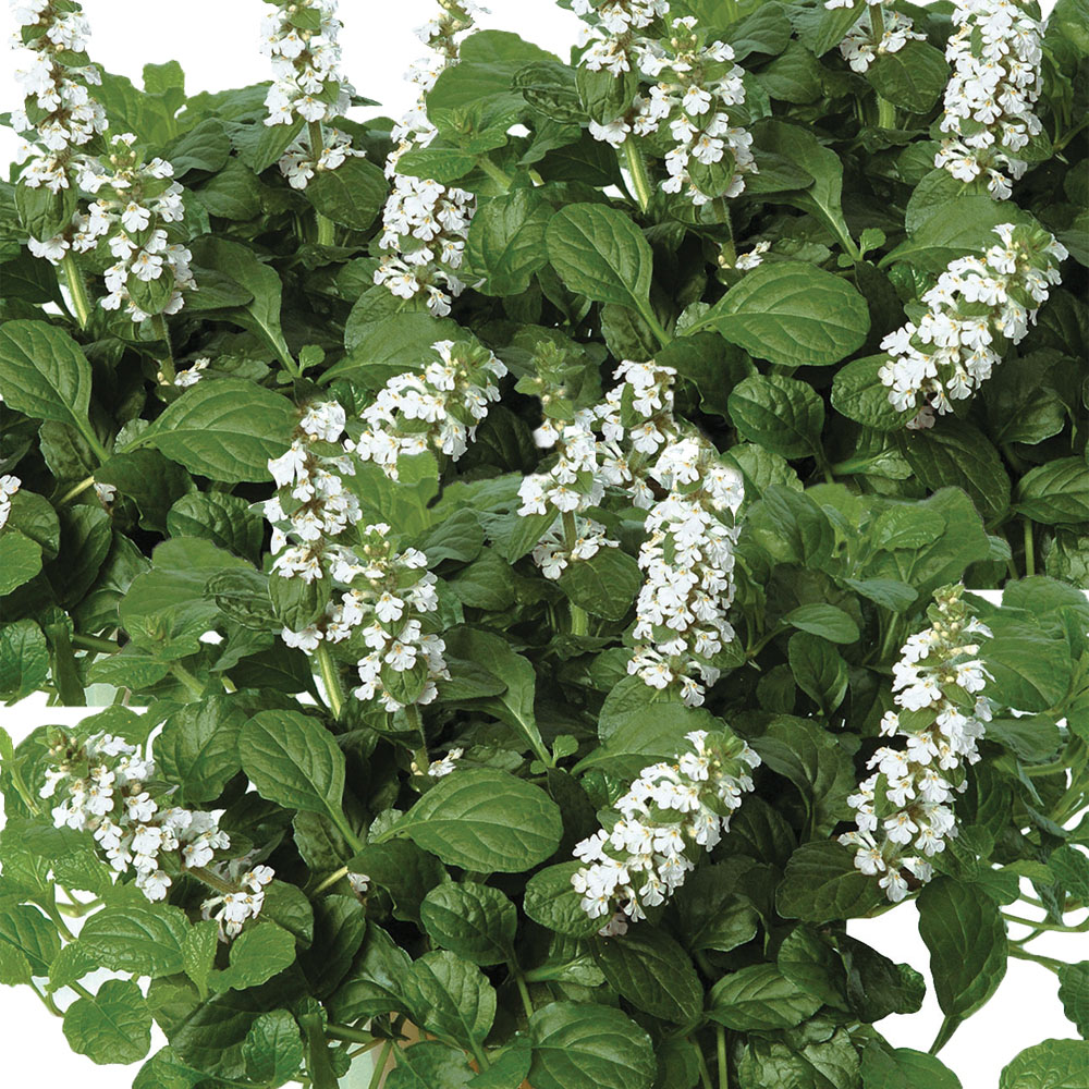 Ajuga reptans f. albiflora 'Alba'