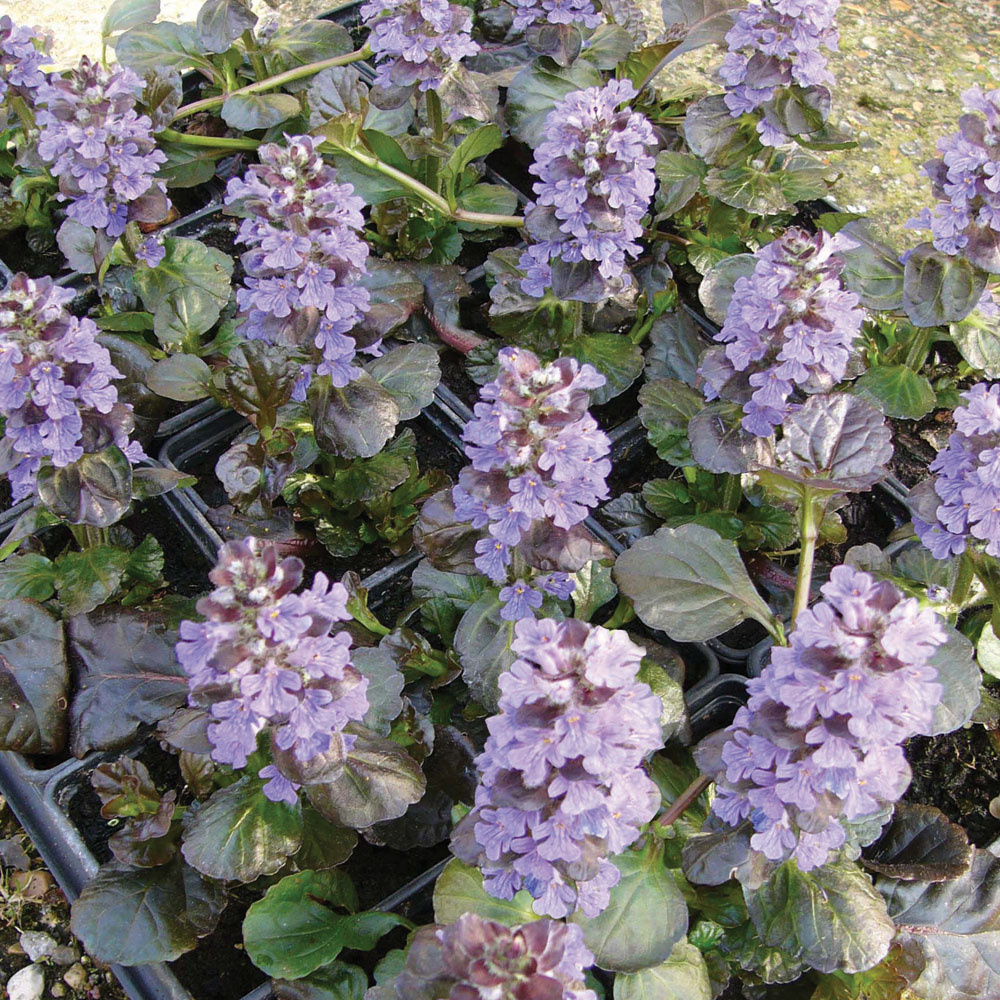 Ajuga reptans 'Black Scallop'