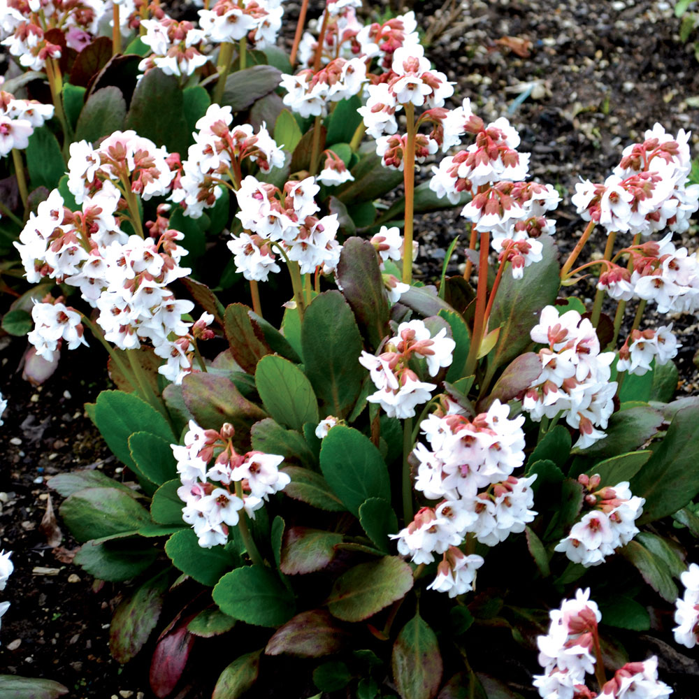 Bergenia 'Dragonfly Angel Kiss'