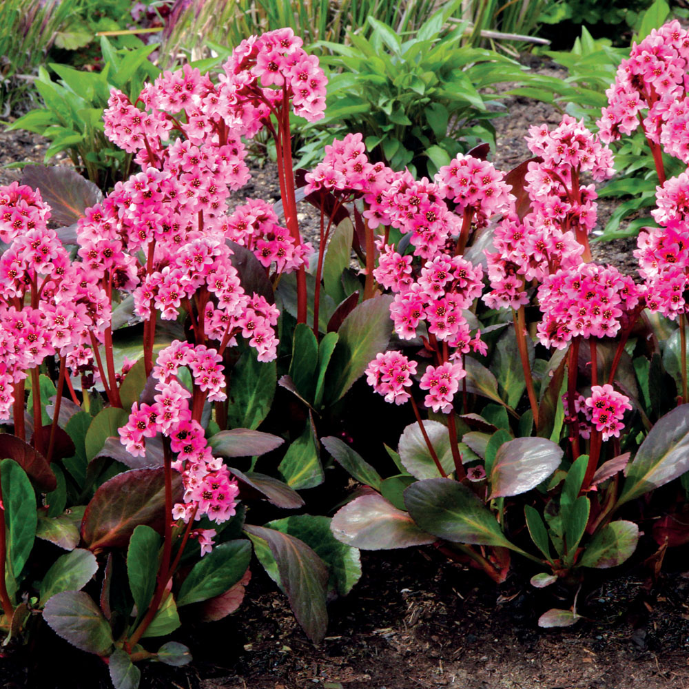 Bergenia 'Dragonfly Sakura'