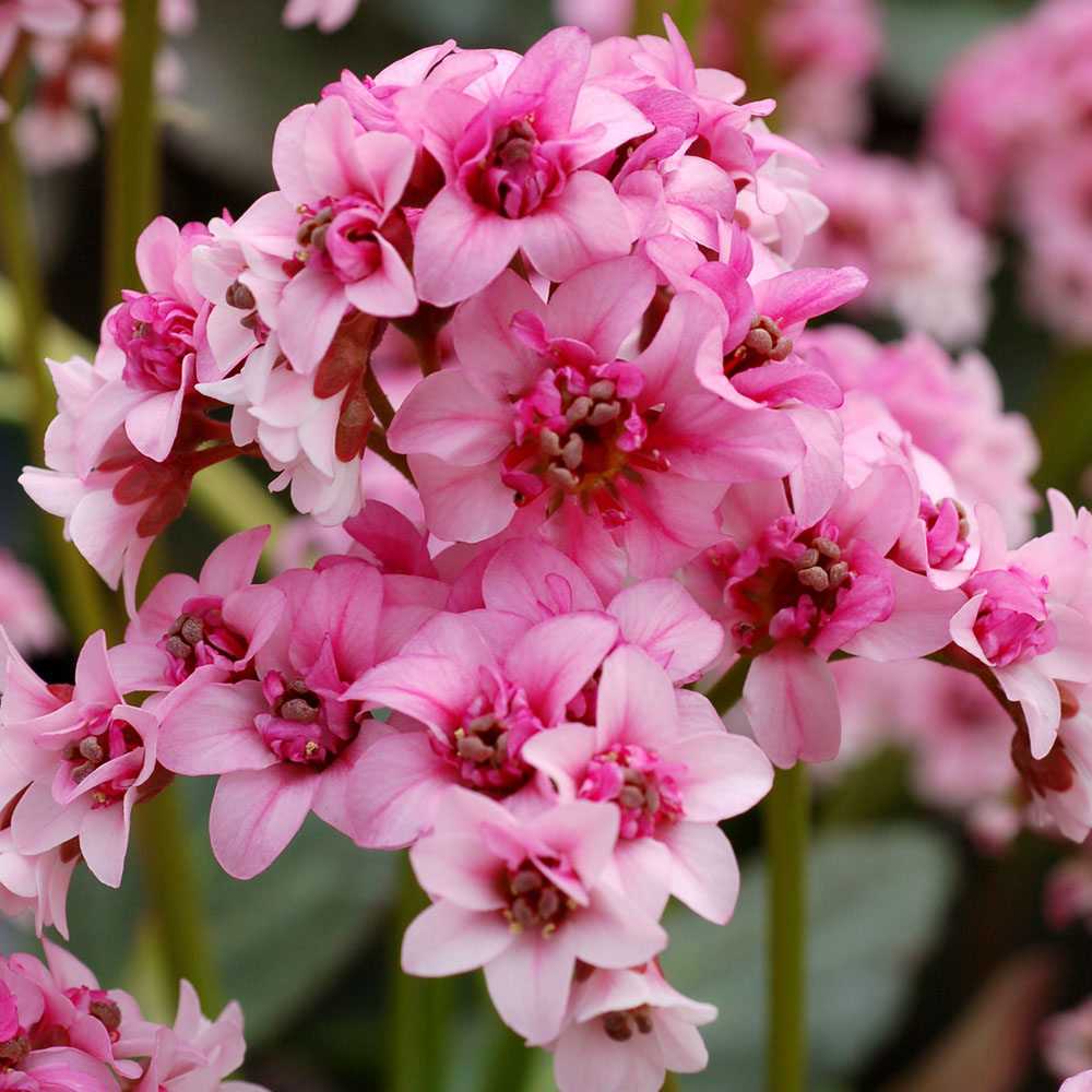 Bergenia 'Pink Dragonfly'