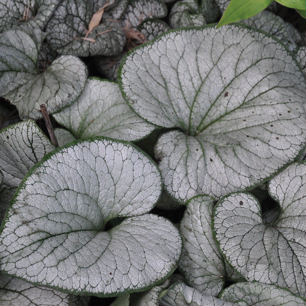 Brunnera macrophylla 'Silver Heart'