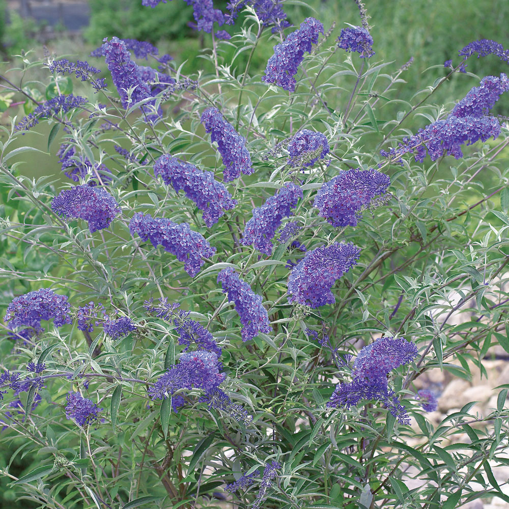 Buddleja davidii 'Nanho Blue'