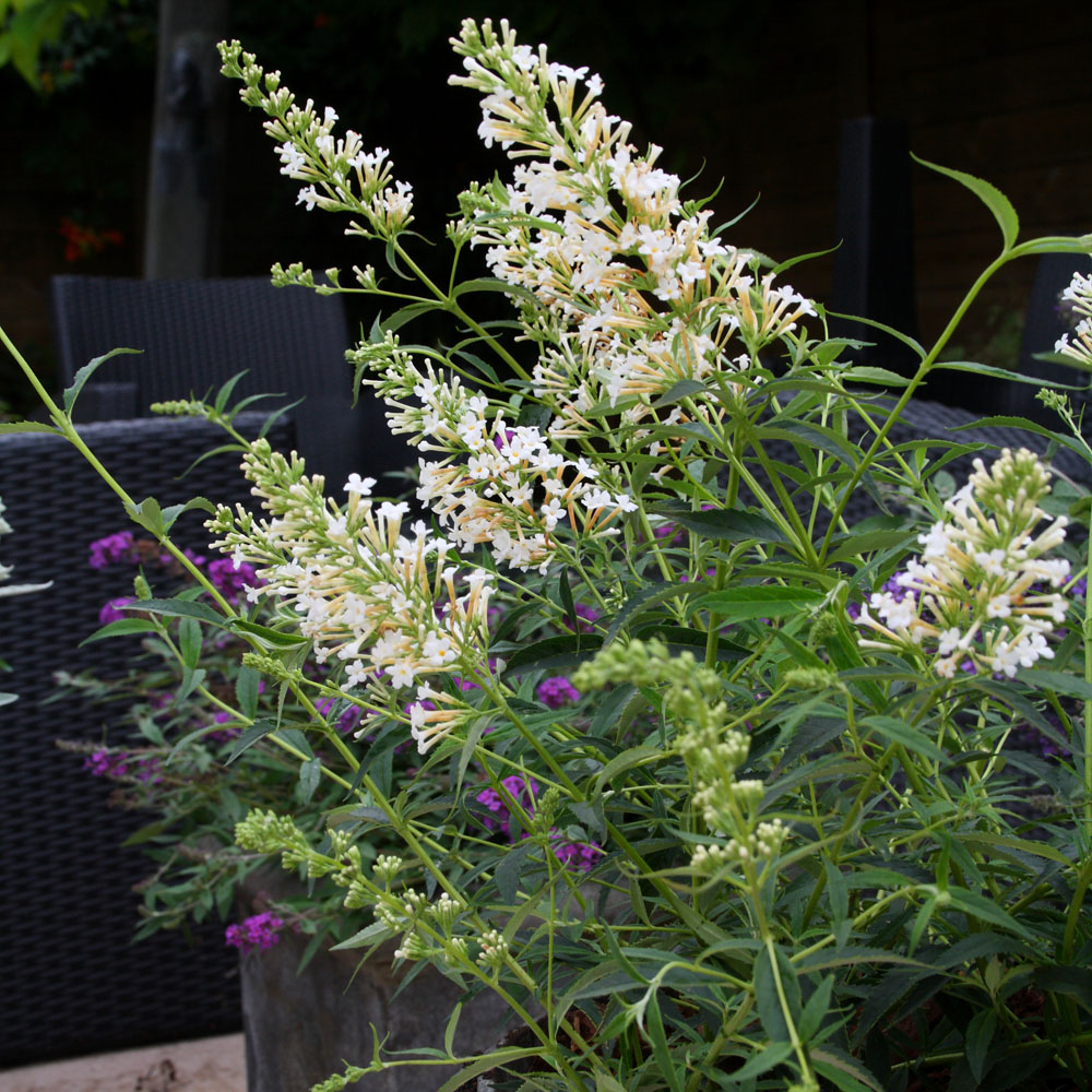 Buddleja Free Petite 'Snow White'