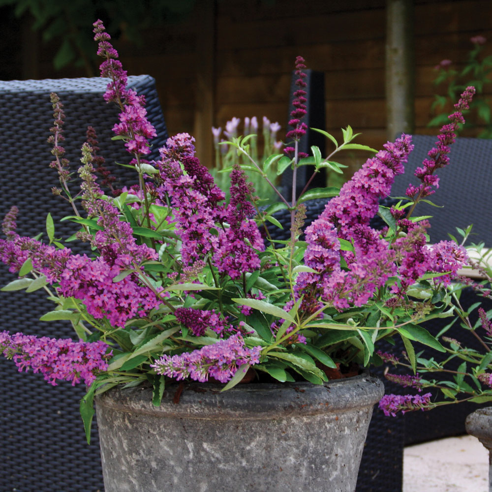 Buddleja Free Petite 'Tutti Fruitti'