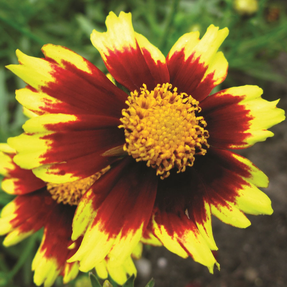 Coreopsis 'Cosmic Eye'