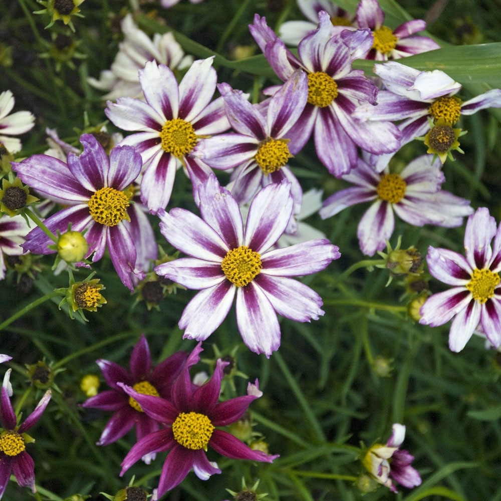 Coreopsis 'Cosmic Evolution'