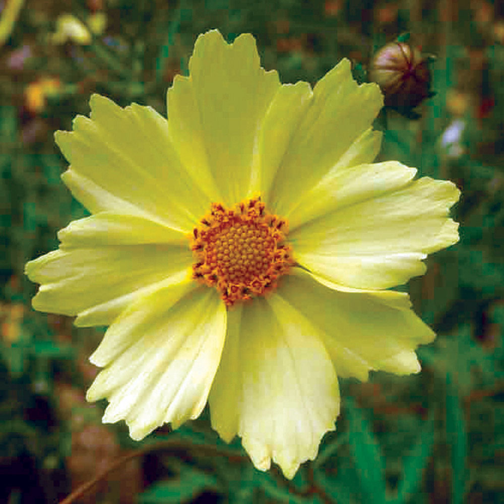 Coreopsis 'Full Moon'