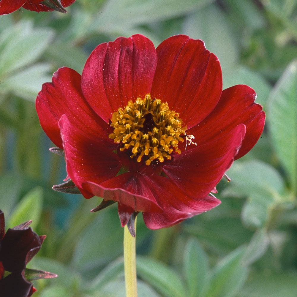 Cosmos atrosanguineus 'Spellbound'