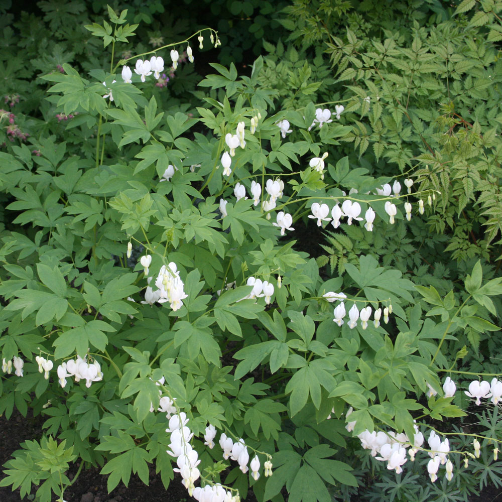 Dicentra spectablis 'Alba'