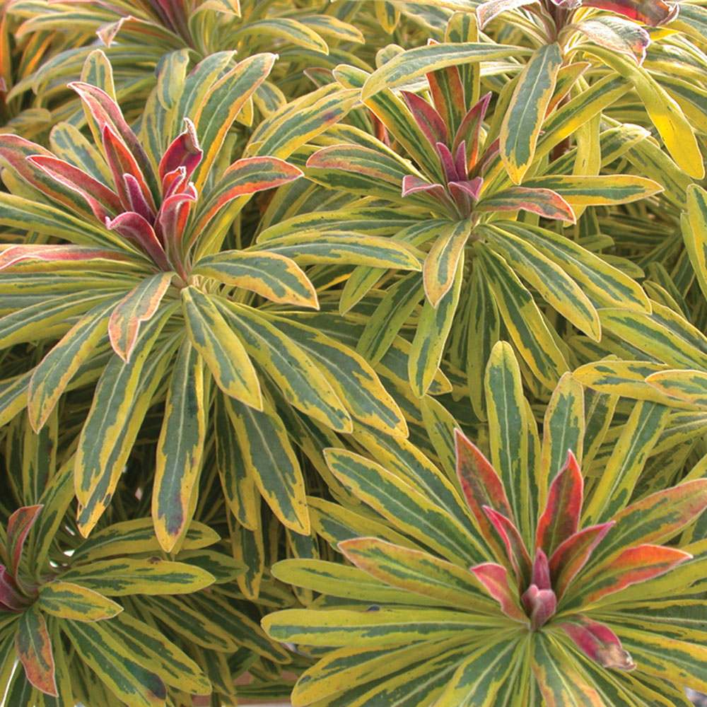 Euphorbia x martini 'Ascot Rainbow'