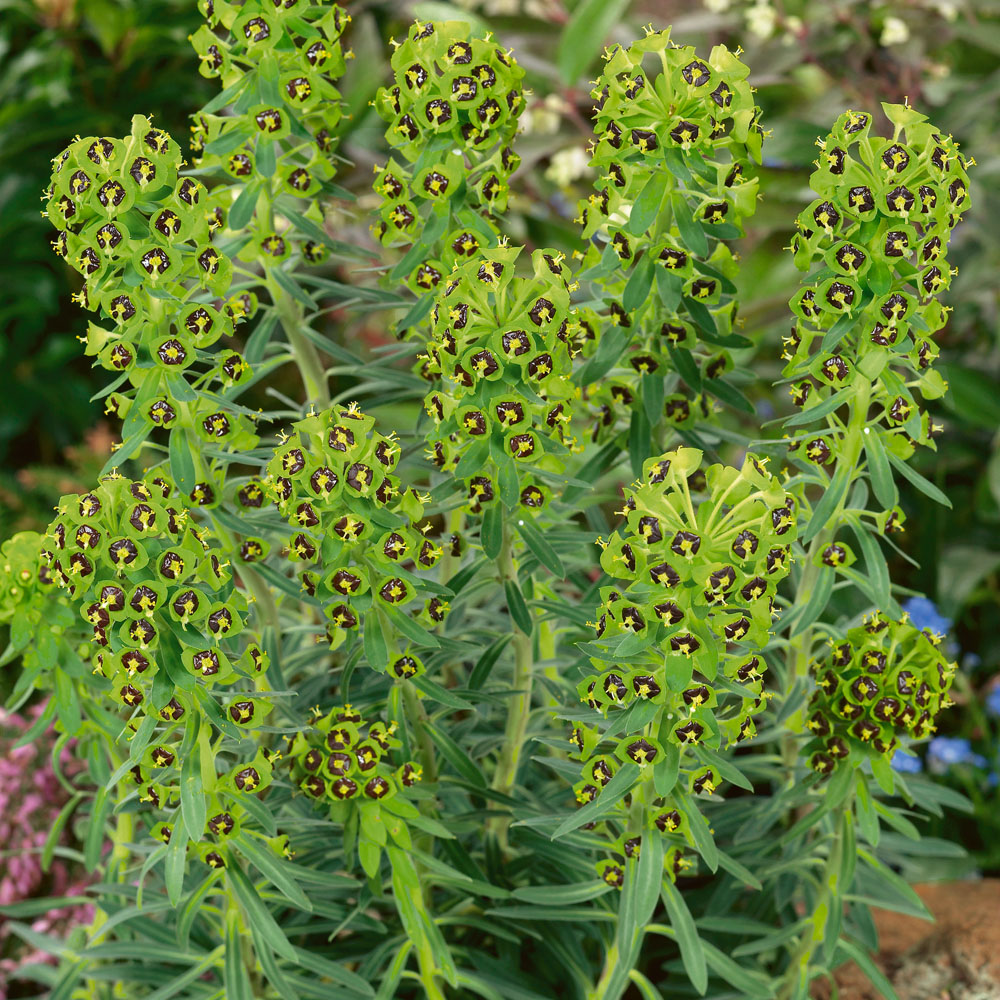 Euphorbia characias 'Black Pearl'