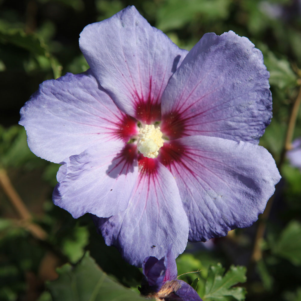 Hibiscus syriacus 'Azurri'