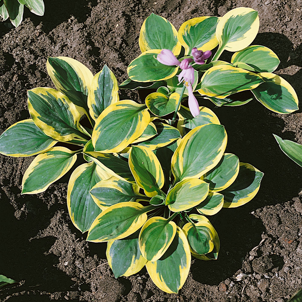 Hosta 'Carnival'