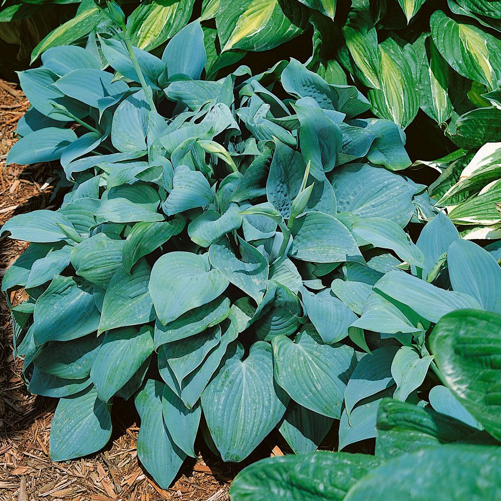 Hosta 'Fragrant Blue'