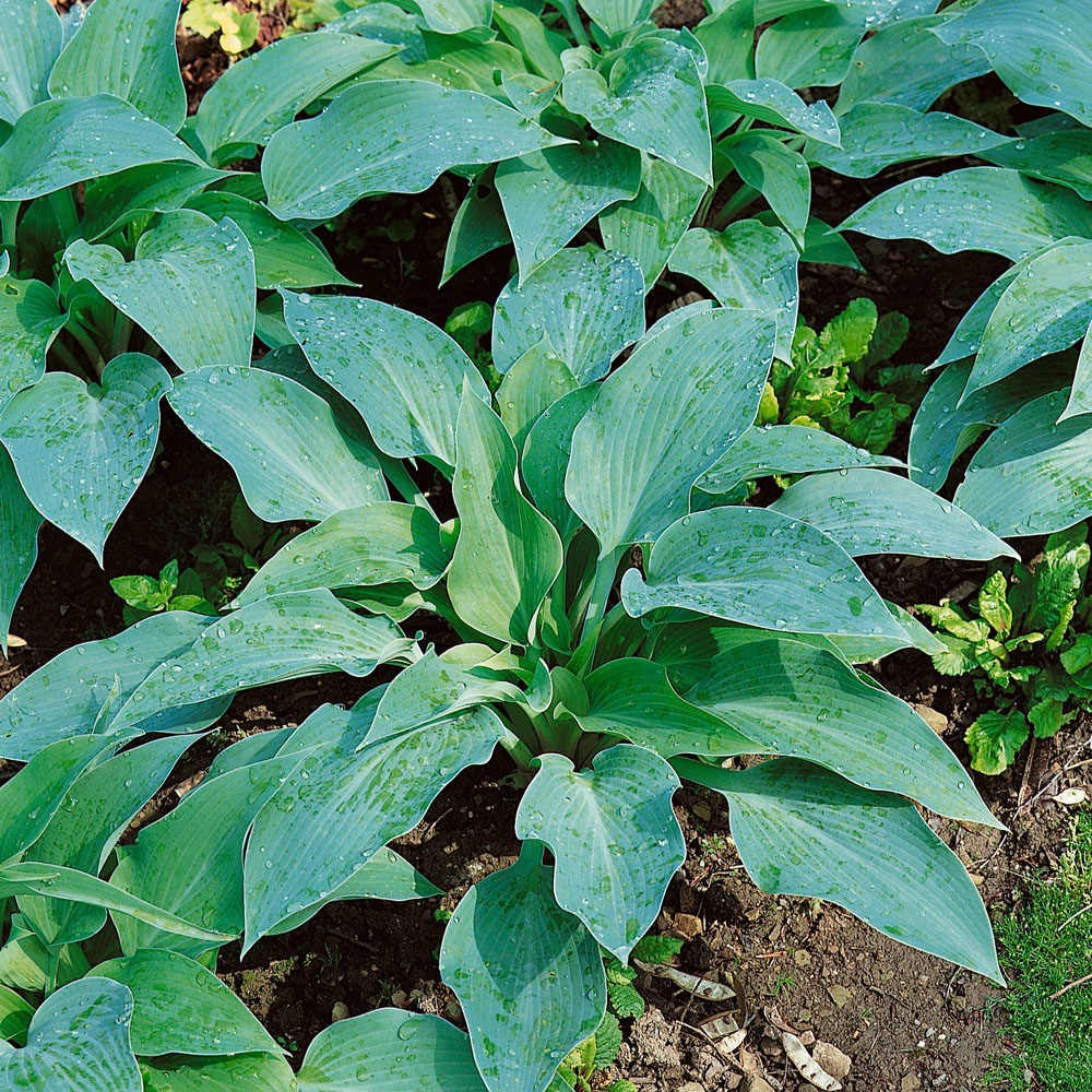 Hosta 'Blue Angel'