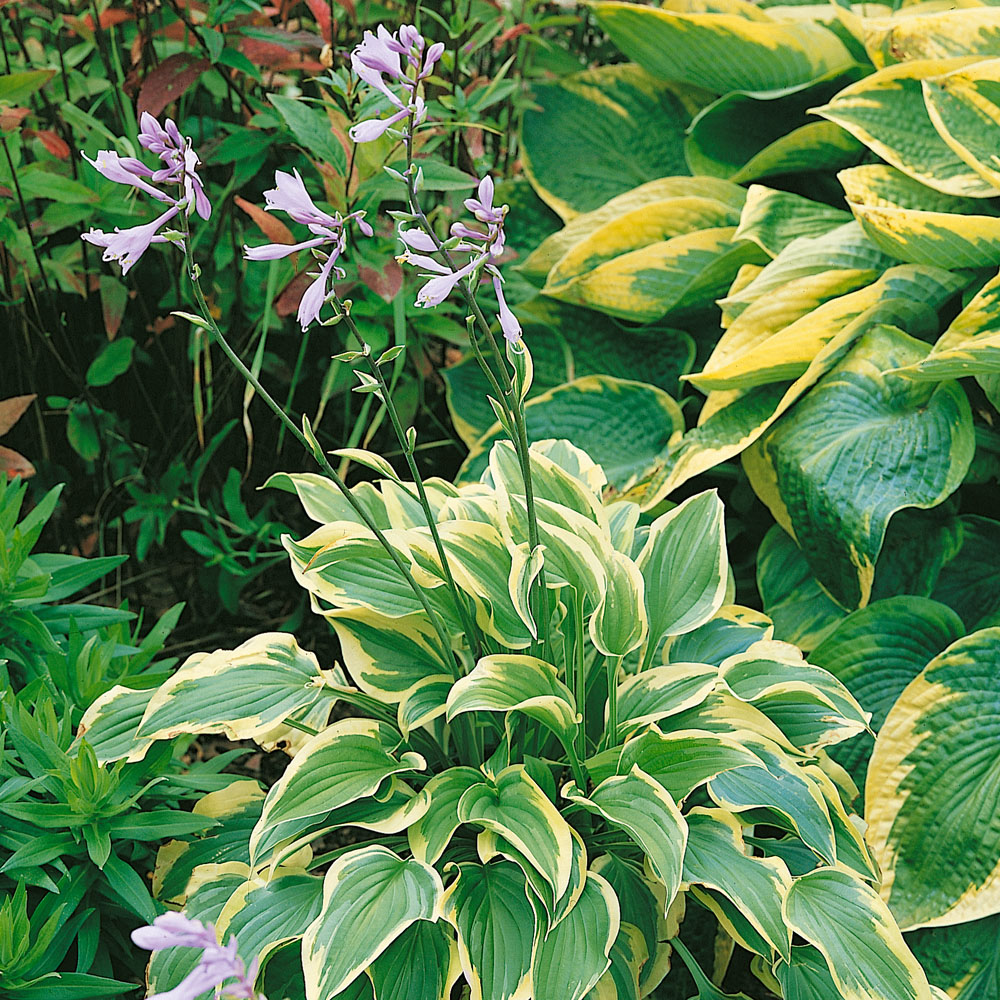 Hosta 'Pilgrim'