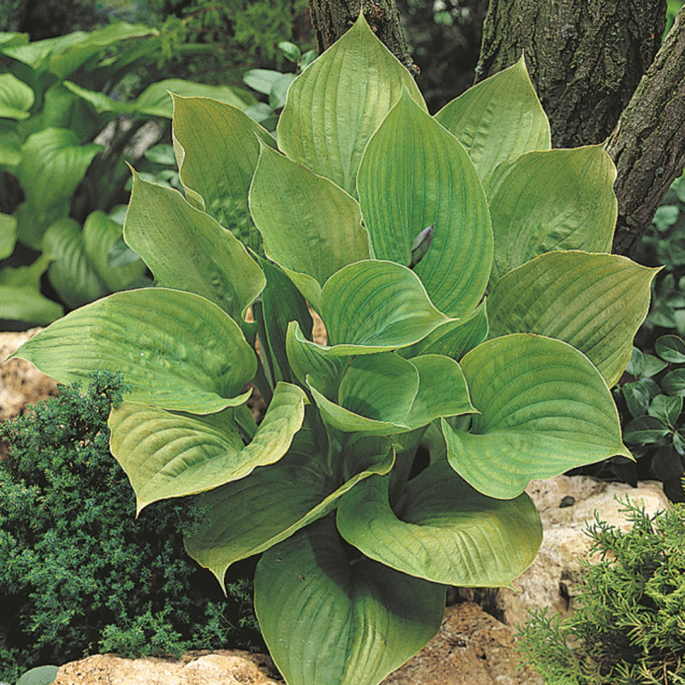 Hosta 'Sum and Substance'