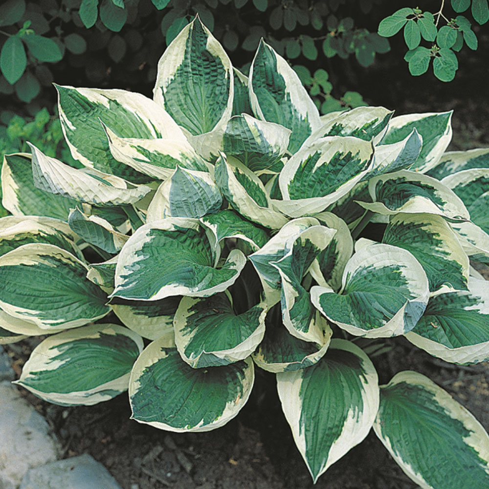 Hosta 'Wide Brim'