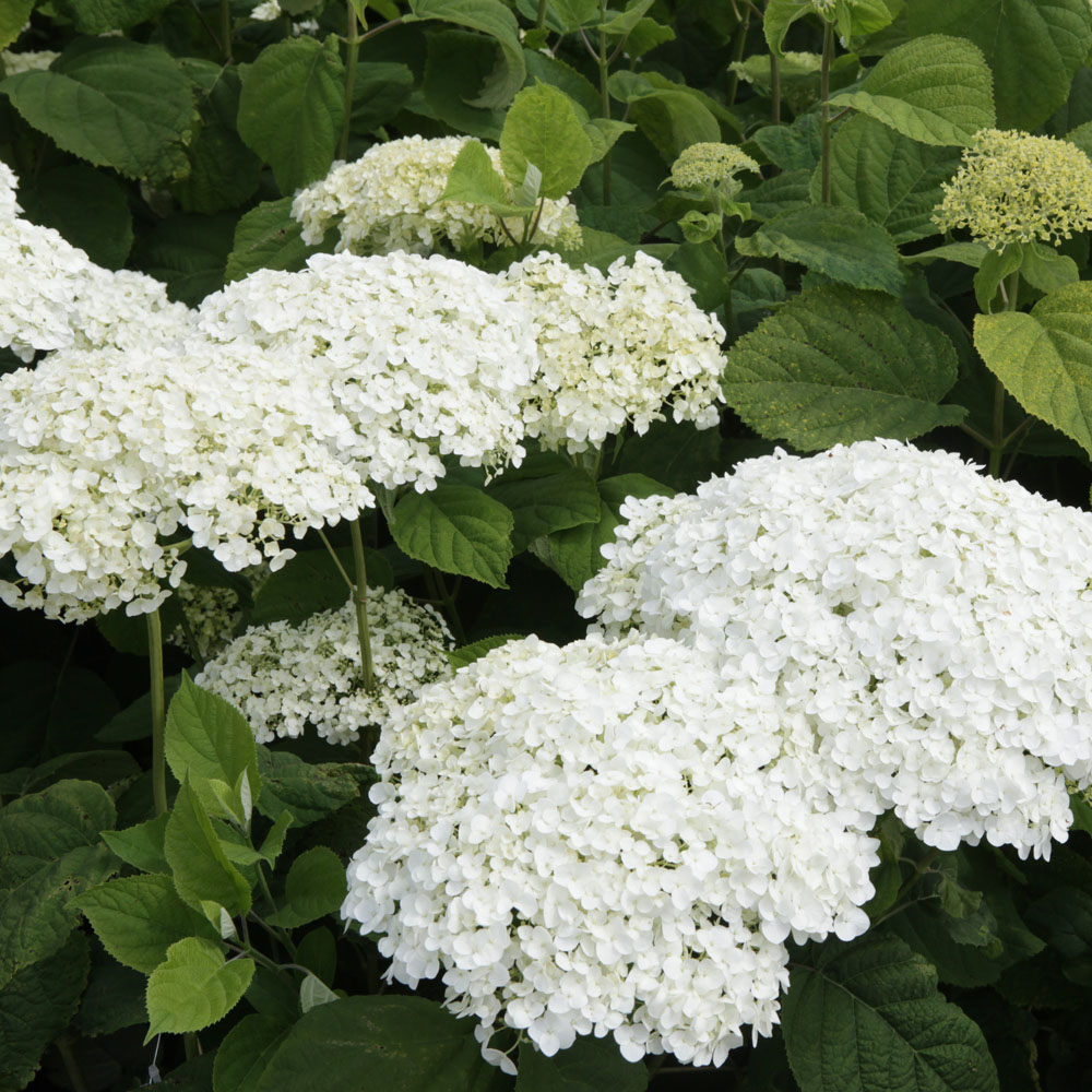 Hydrangea arborescens 'Strong Annabelle'