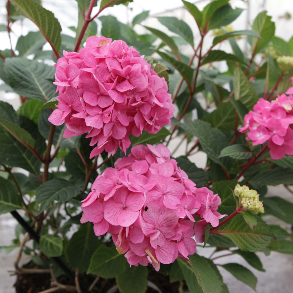 Hydrangea macrophylla 'Endless Summer Bloomstar'