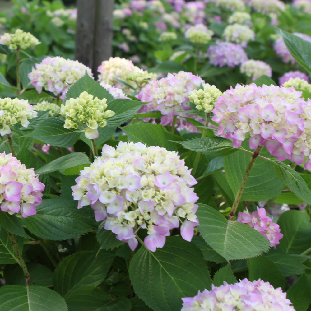 Hydrangea macrophylla 'Endless Summer The Original'