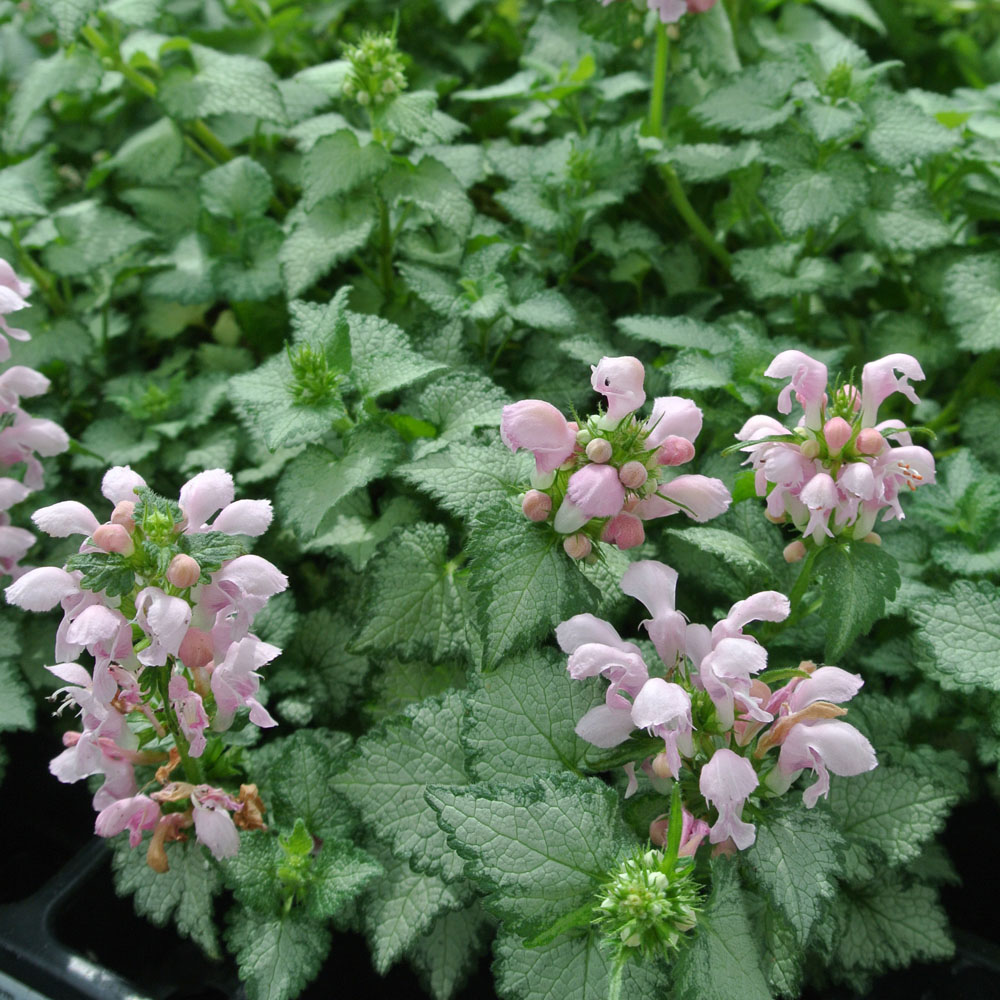 Lamium maculatum 'Pink Pewter'