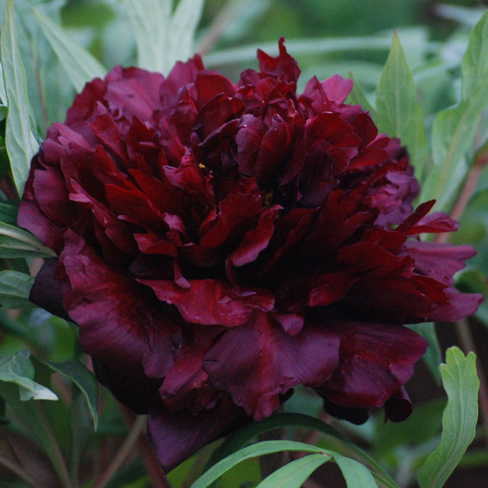 Tree Peony 'Hei Bao'