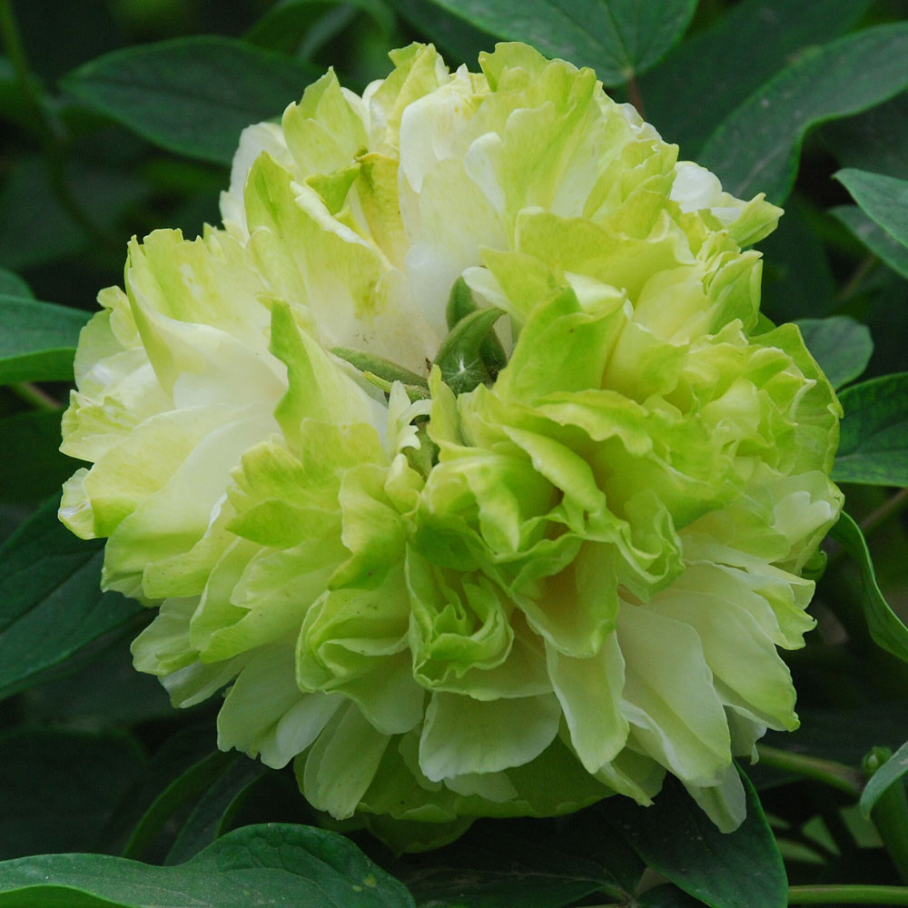 Tree Peony 'Lu Mu Ying Yu'