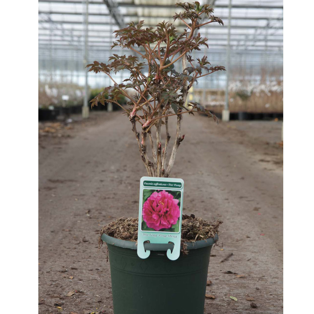 Tree Peony 'Wu Long Peng Sheng'