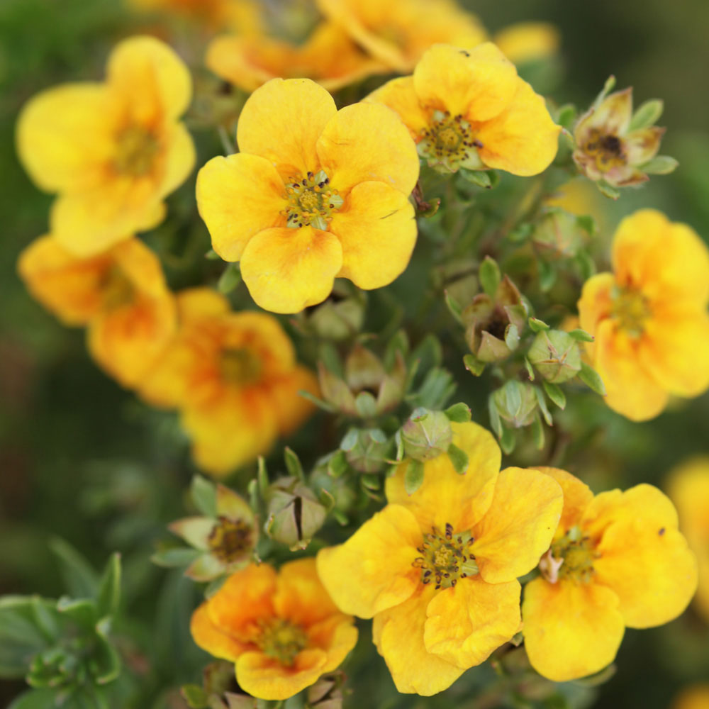 Potentilla fruticosa 'Mango Tango'