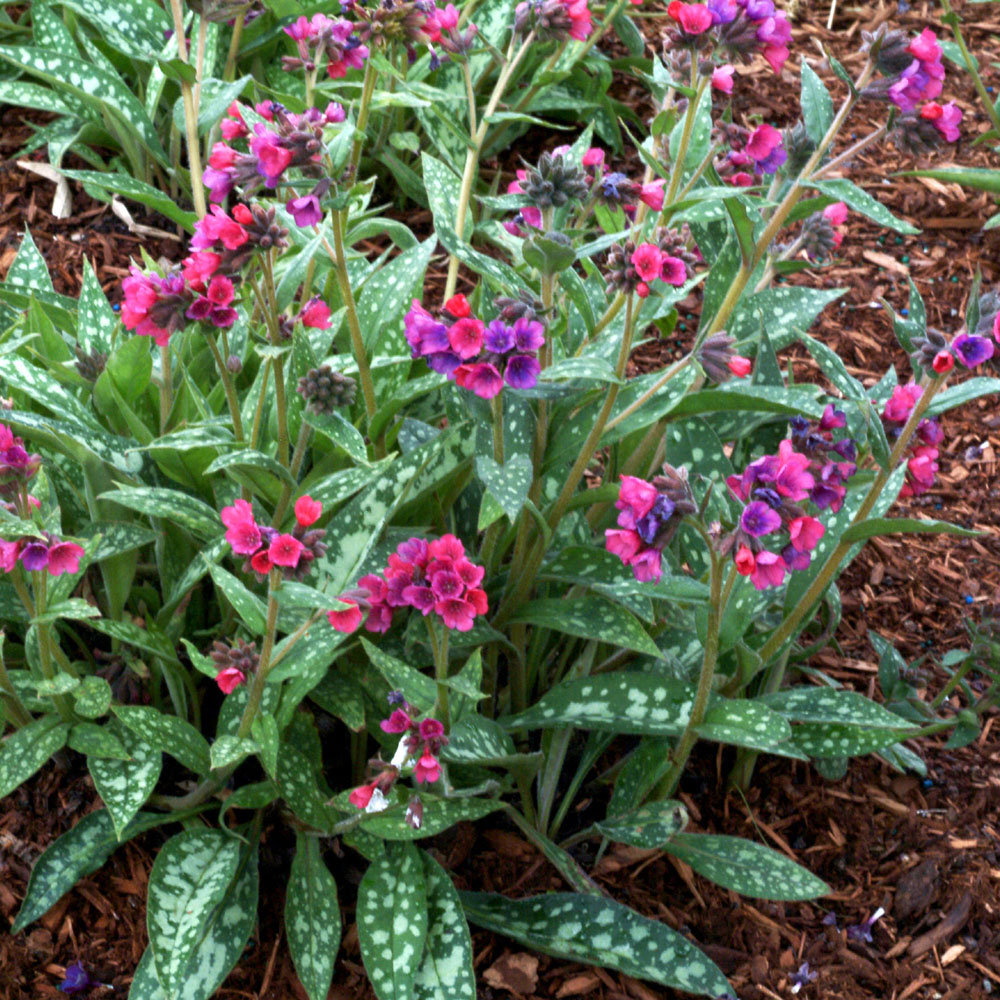 Pulmonaria 'Raspberry Splash'