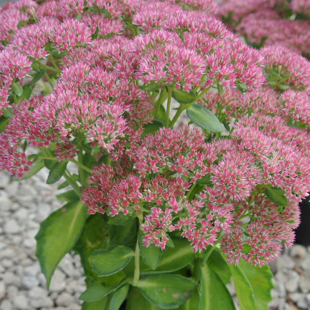 Sedum 'Autumn Delight'