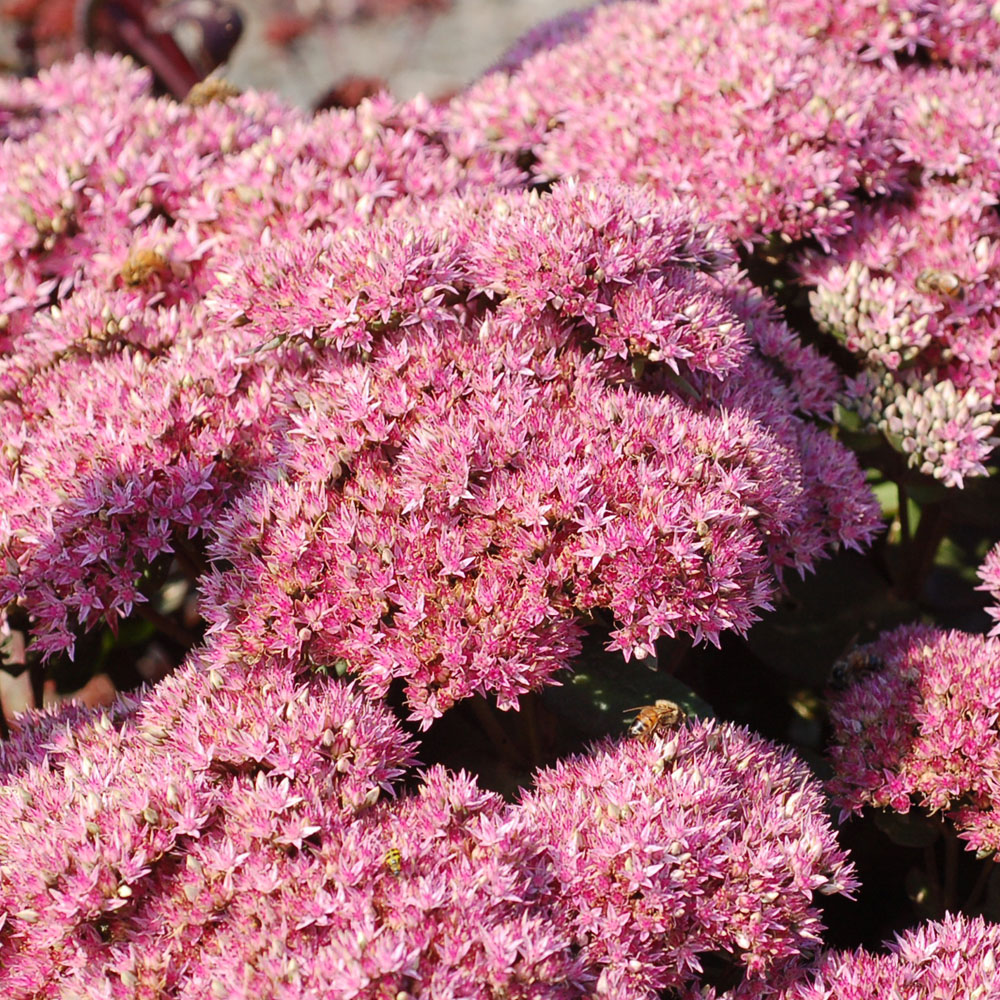 Sedum 'Beach Party'