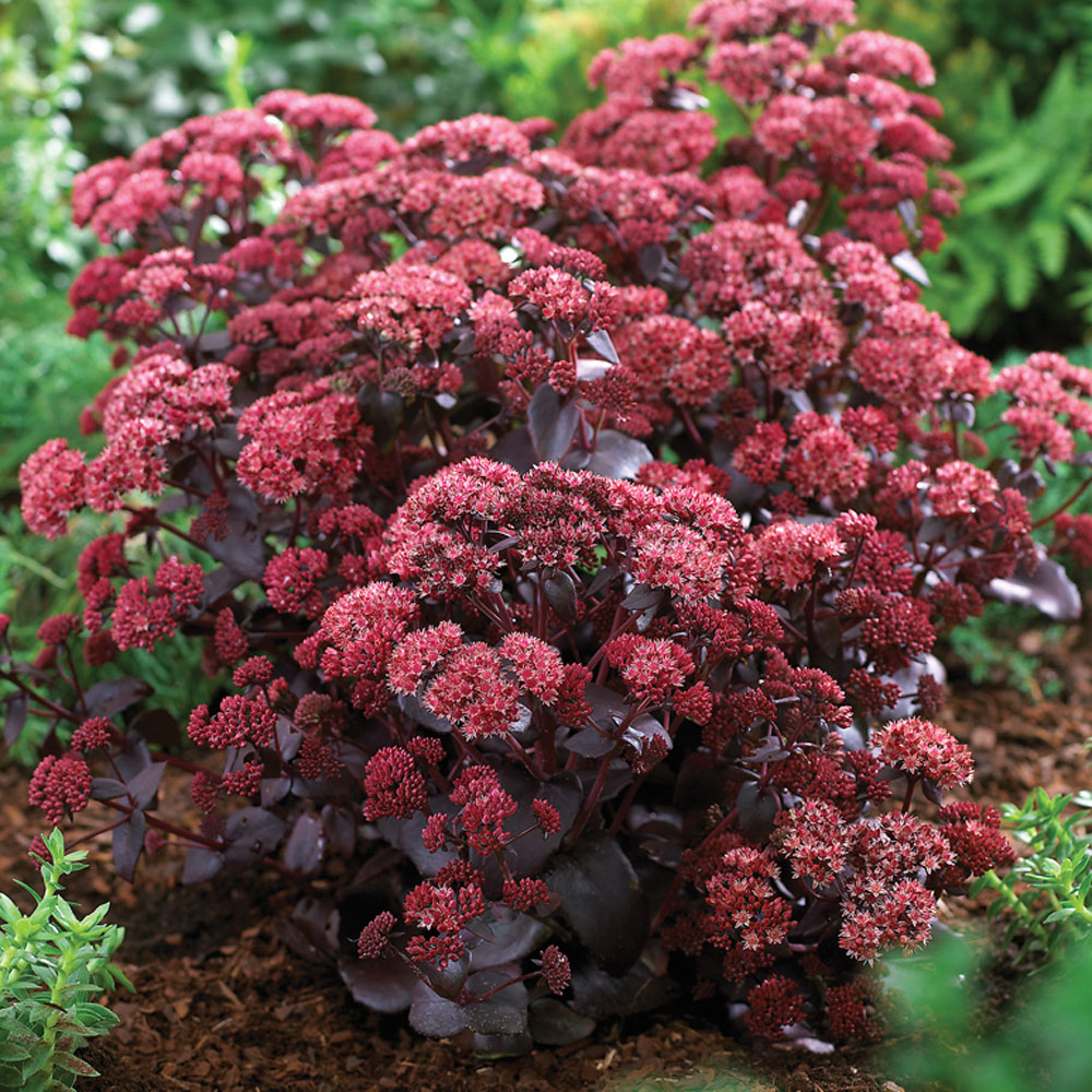 Sedum telephium 'Purple Emperor'