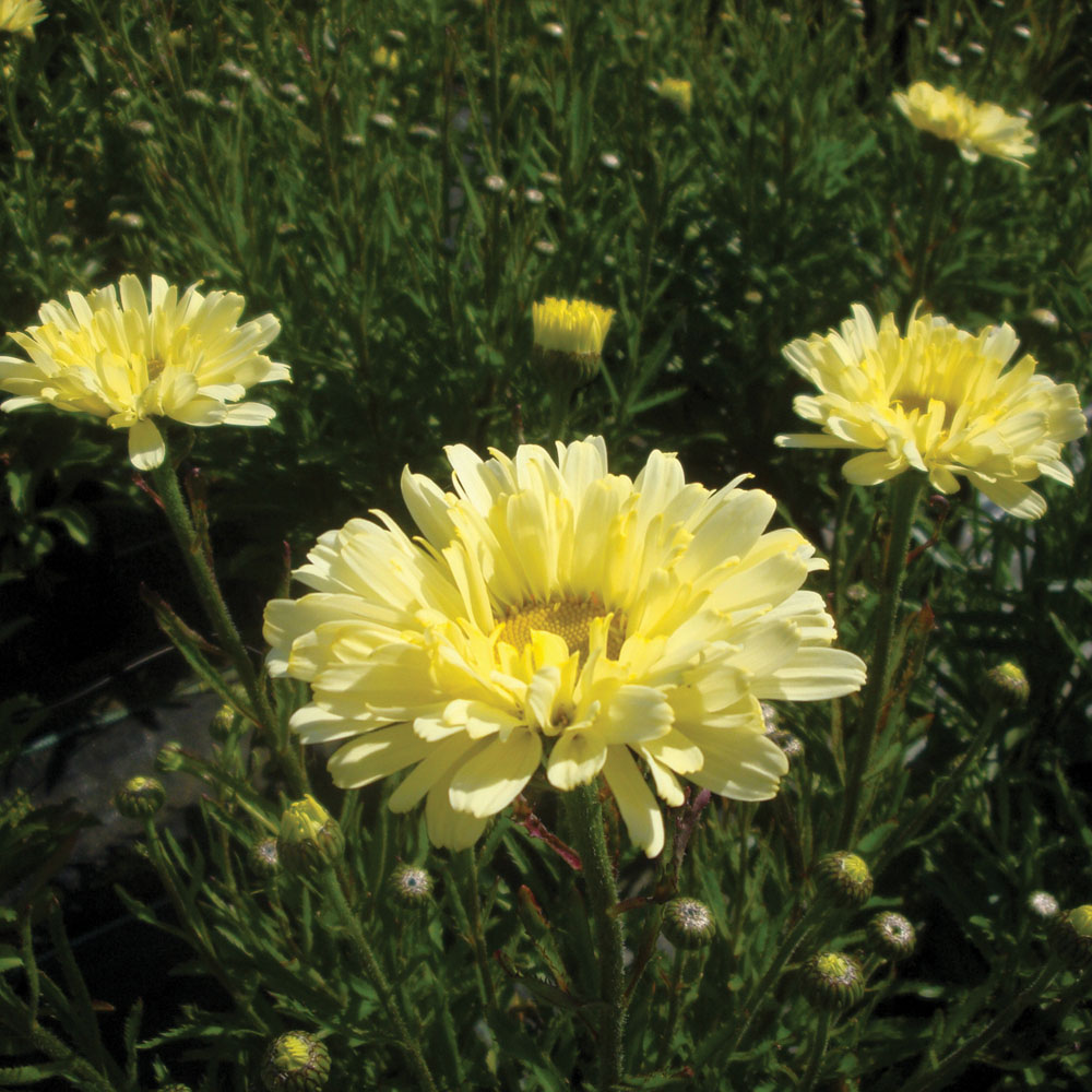 Shasta Daisy 'Real Dream'