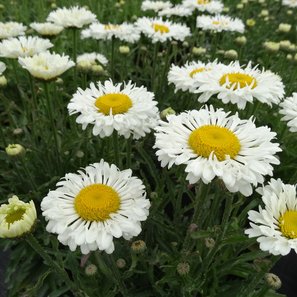 Shasta Daisy 'Real Neat'