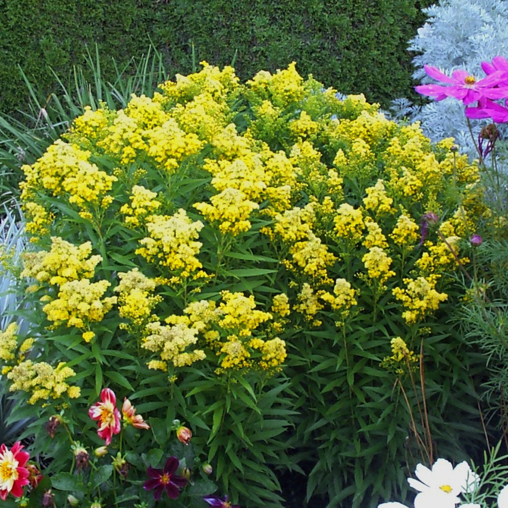 Solidago 'Little Lemon'