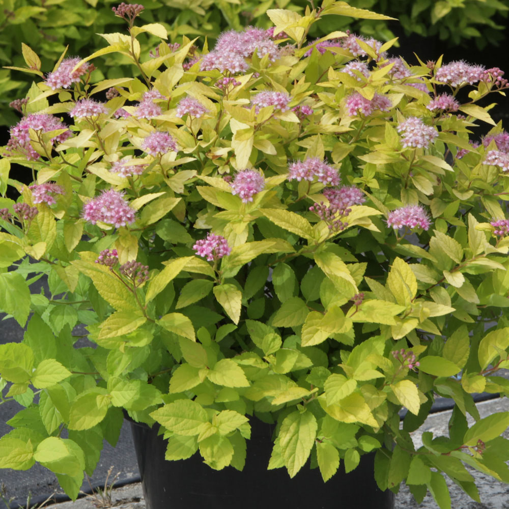 Spiraea japonica 'Gold Mound'