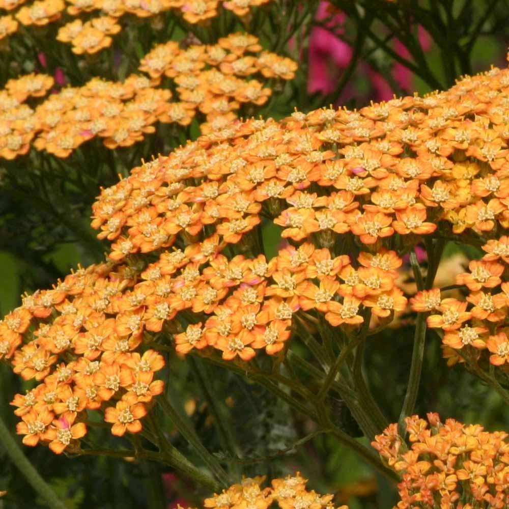 Achillea 'Terracotta'