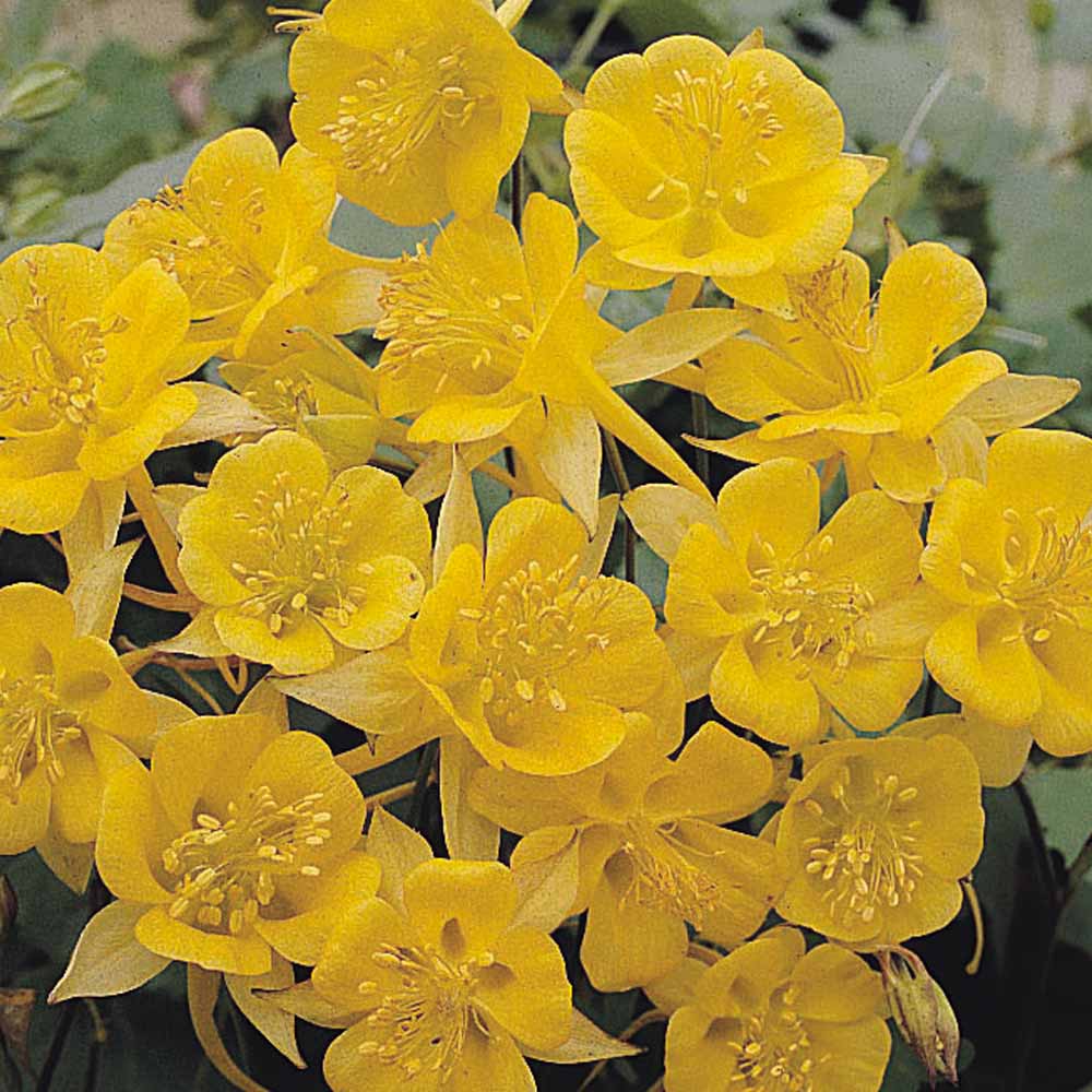 Aquilegia chrysantha 'Yellow Star'