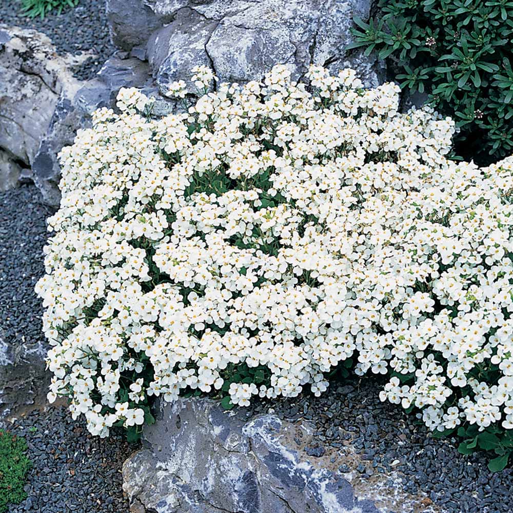 Arabis caucasica 'Snowcap'