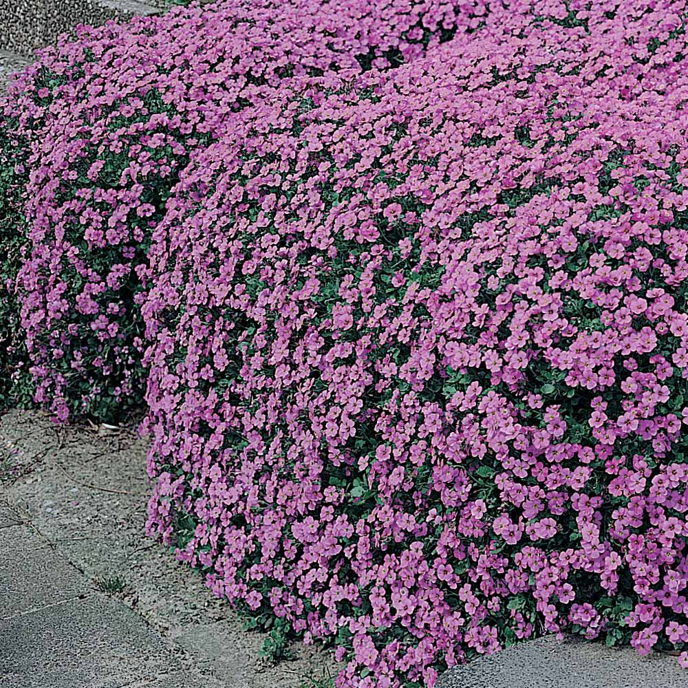 Aubrieta cultorum 'Cascade Purple'