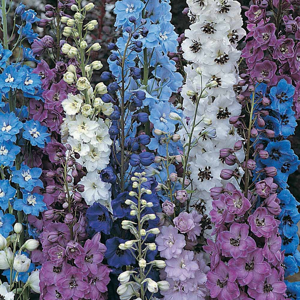 Delphinium 'Pacific Giants Mixed'