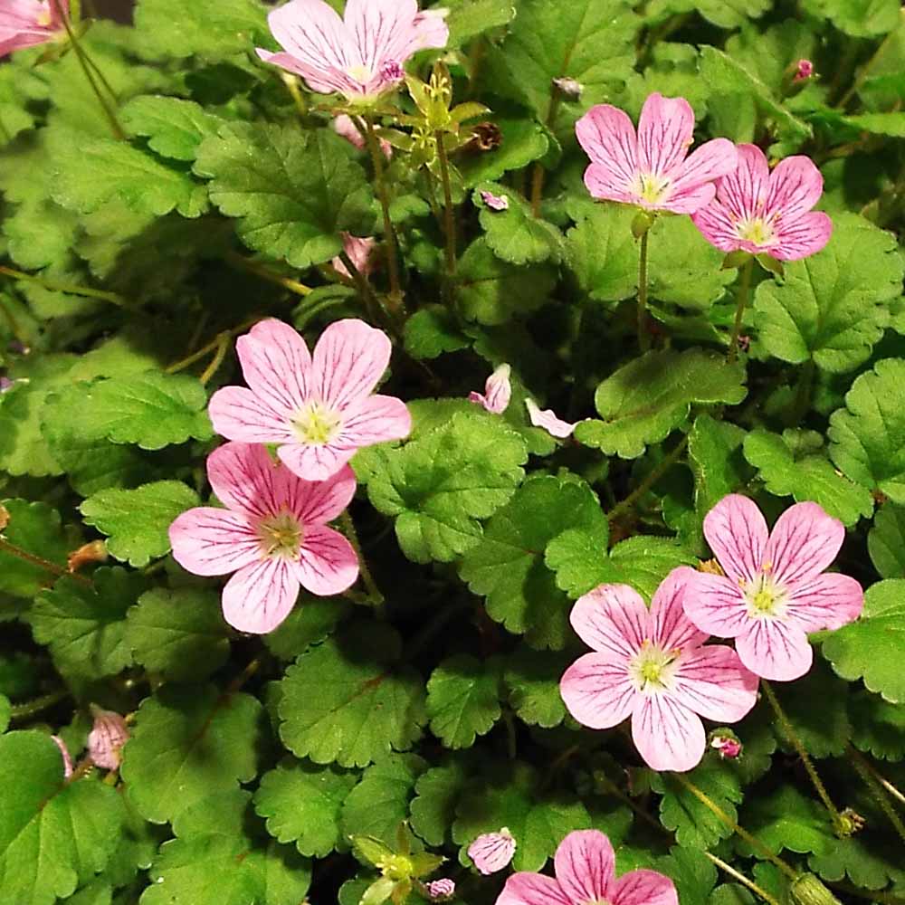 Erodium x variabile 'Roseum'